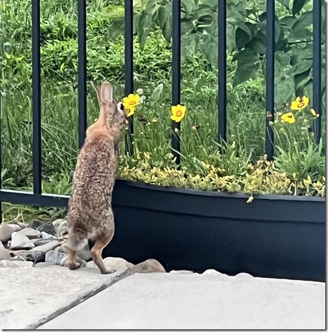 Photo Jul 26 2022, 7 52 42 AM