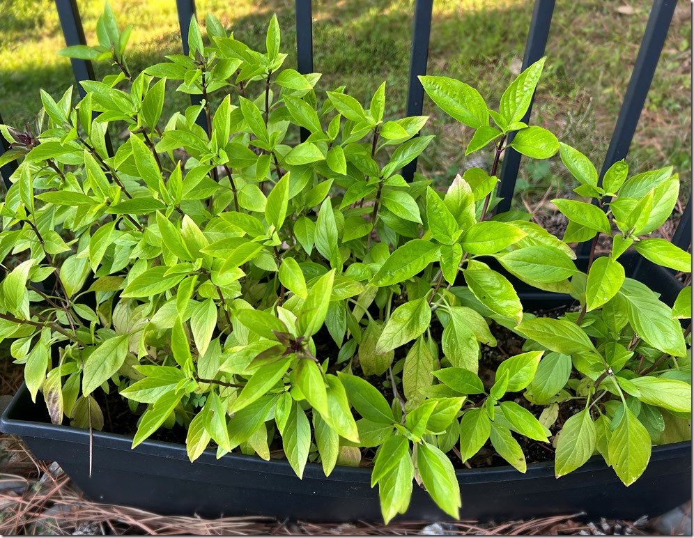 Thai Basil